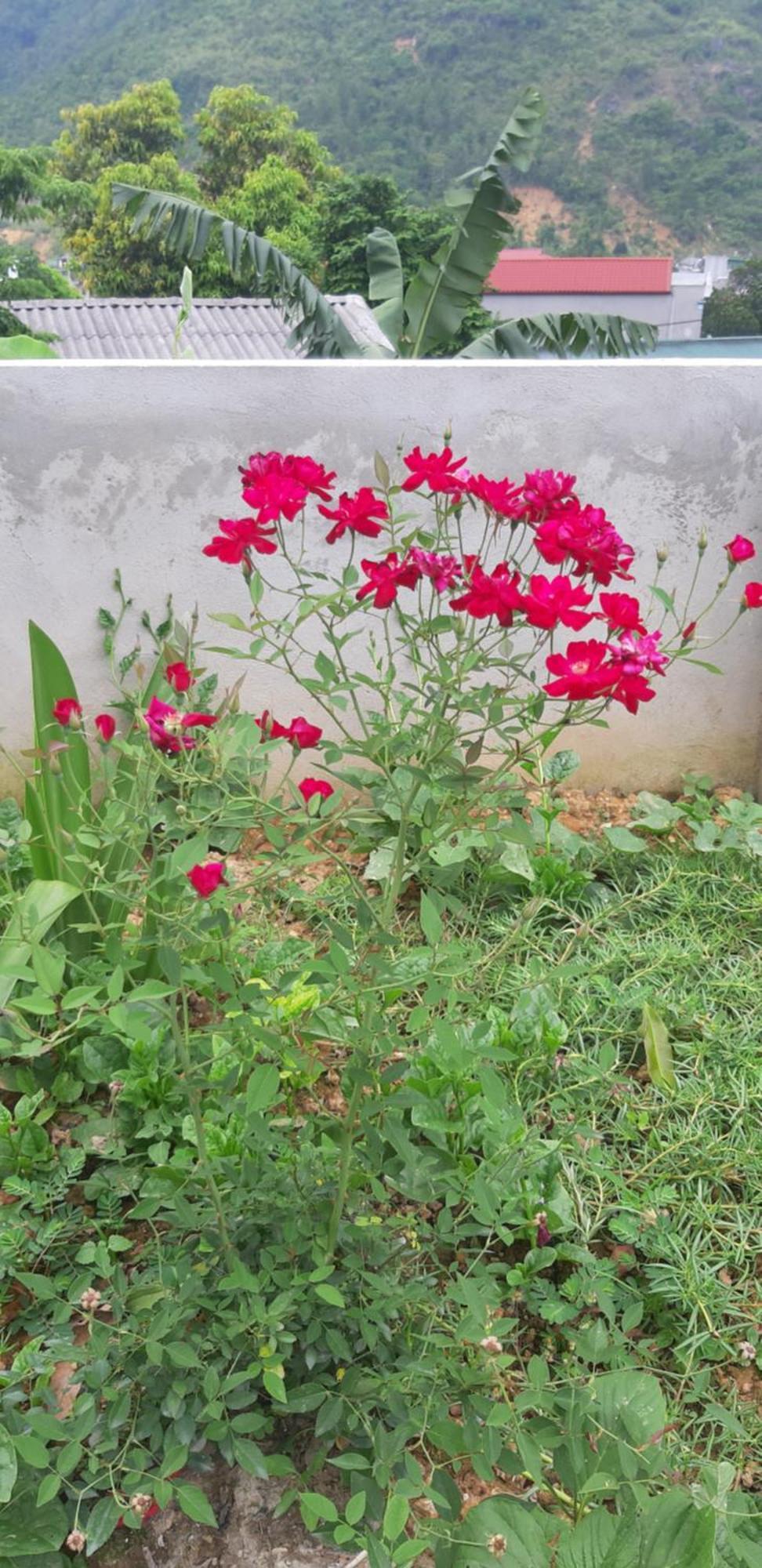Milk Milk Homestay Yen Minh الغرفة الصورة
